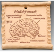 Pergamen - mužský mozek